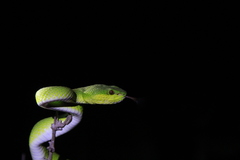 Trimeresurus insularis