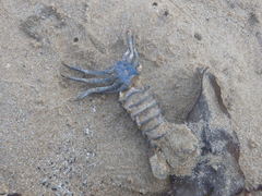 Sagmariasus verreauxi