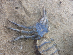 Sagmariasus verreauxi
