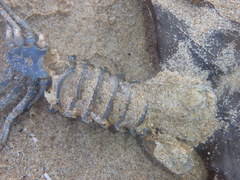 Sagmariasus verreauxi