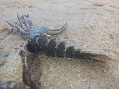 Sagmariasus verreauxi