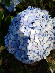 Hydrangea macrophylla