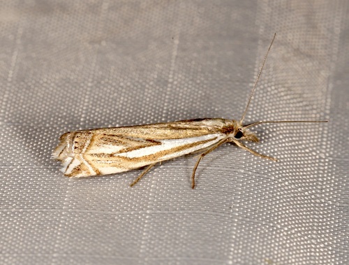 Whitmer's Grass-veneer photo 4