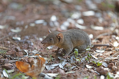 Amazonian Red-Sided Opossum photo 3