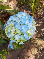 Hydrangea macrophylla