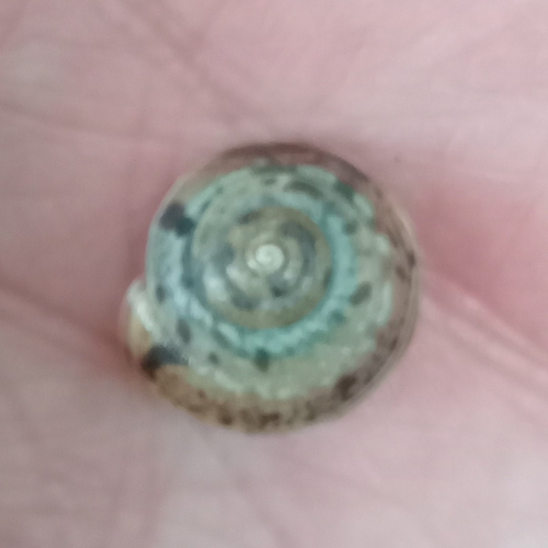 Girdled Snail, Nieuw Wulven, Bunnik, Netherlands, photo 9 of 10