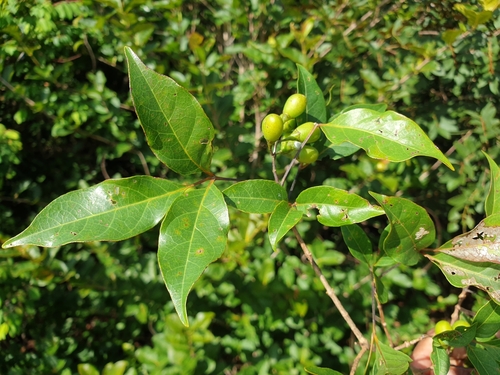 Vitex pervillei image