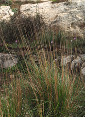 Achnatherum bromoides