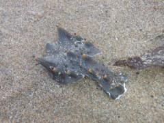 Sagmariasus verreauxi
