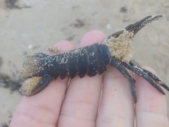 Sagmariasus verreauxi