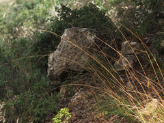 Achnatherum bromoides