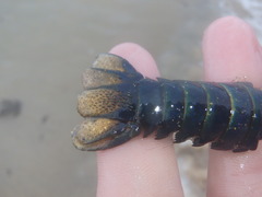 Sagmariasus verreauxi