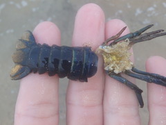 Sagmariasus verreauxi