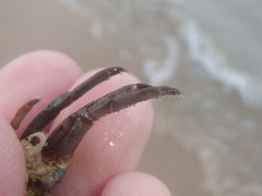Sagmariasus verreauxi