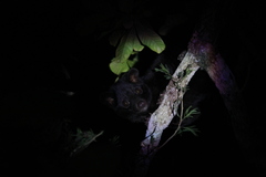 Paradoxurus musangus