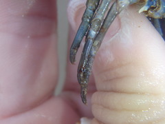 Sagmariasus verreauxi