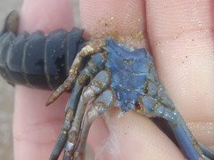 Sagmariasus verreauxi