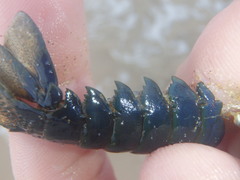 Sagmariasus verreauxi