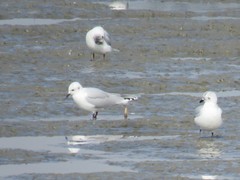 Saundersilarus saundersi