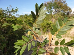 Millettia