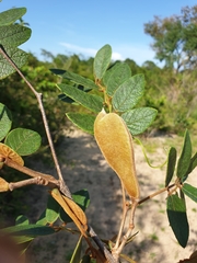 Millettia