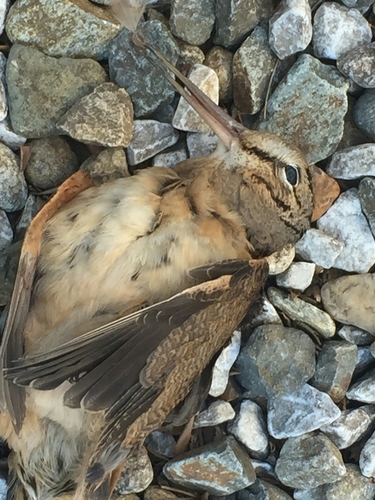 Scolopax minor