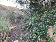 Ribes viburnifolium