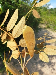 Millettia