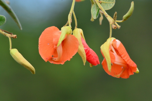 Harpalyce brasiliana, 2023-07-21
