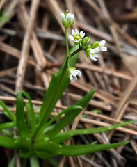 Draba minima