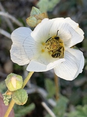 Sphaeralcea fulva