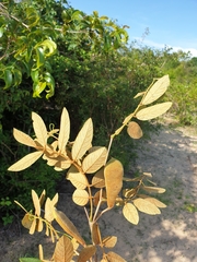 Millettia