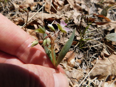 Claytonia rosea
