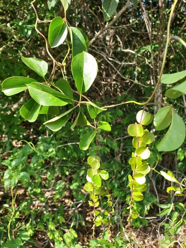 Dioscorea bemarivensis