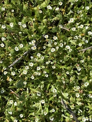 Plagiobothrys acanthocarpus