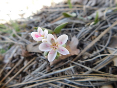 Claytonia rosea