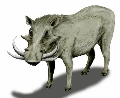 Giant Warthog (Metridiochoerus andrewsi) — Data Deficient Mammalia