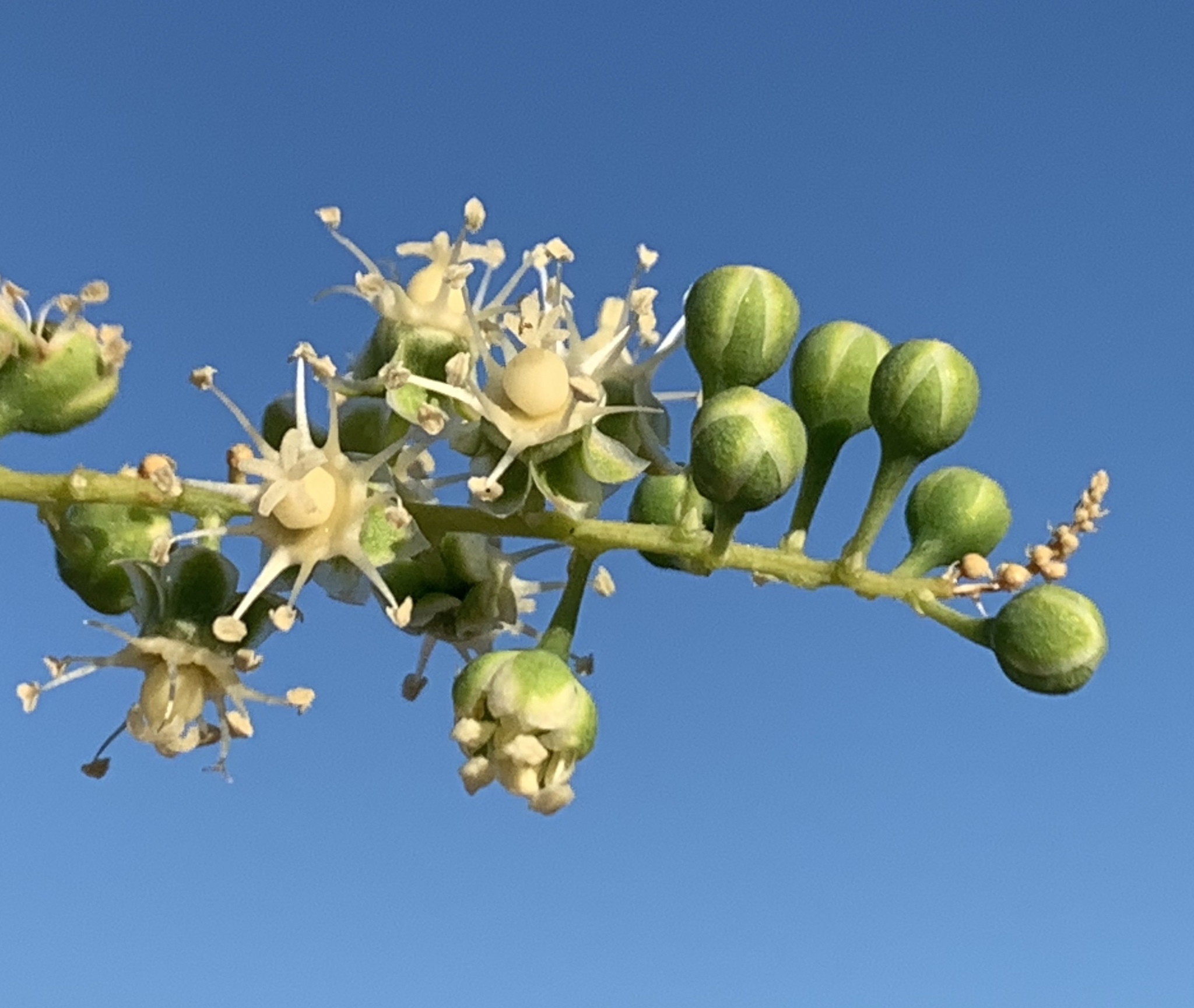Stegnospermataceae