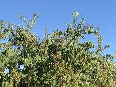 Stegnosperma halimifolium