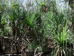 Pandanus aquaticus