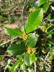 Tetracera