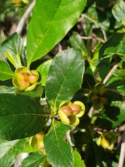 Tetracera