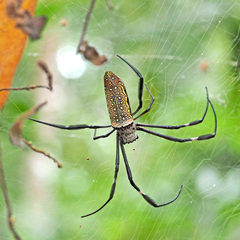Trichonephila antipodiana