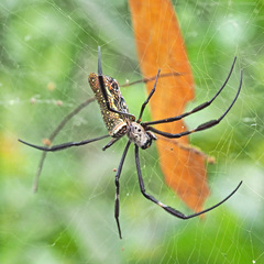 Trichonephila antipodiana