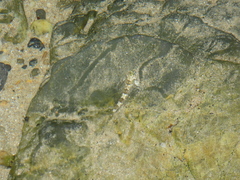 Lepidoblennius haplodactylus