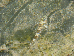 Lepidoblennius haplodactylus