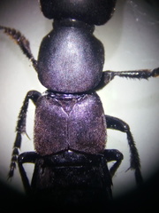 Ocypus tenebricosus
