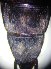 Ocypus tenebricosus