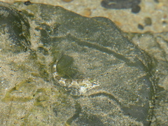 Lepidoblennius haplodactylus