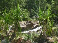 Pandanus aquaticus